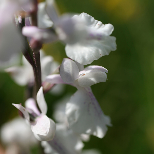 Anacamptis palustris alba